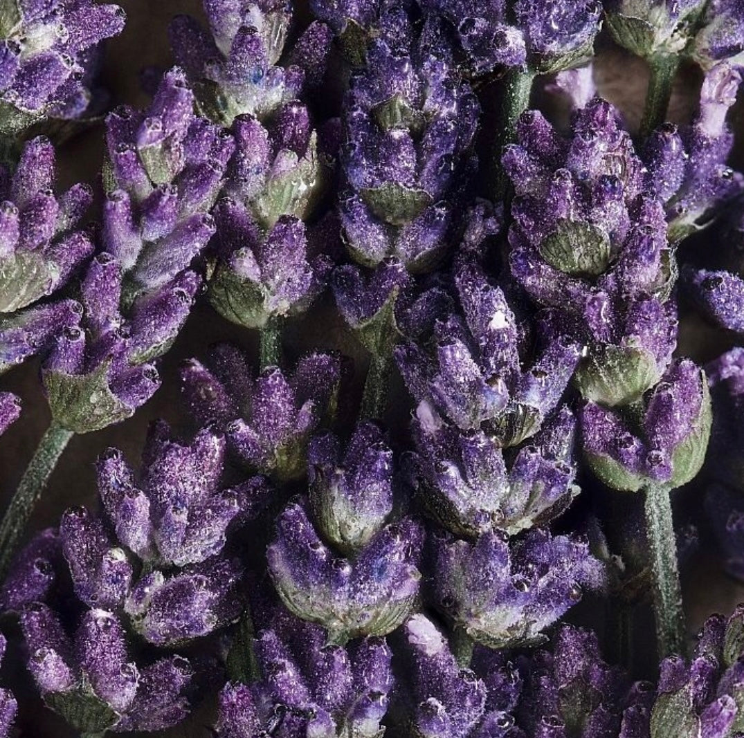 هدية دافيدوف للرجال